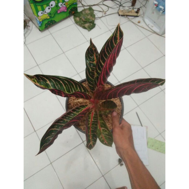 Aglonema pride of sumatra - Aglonema Red sumatra