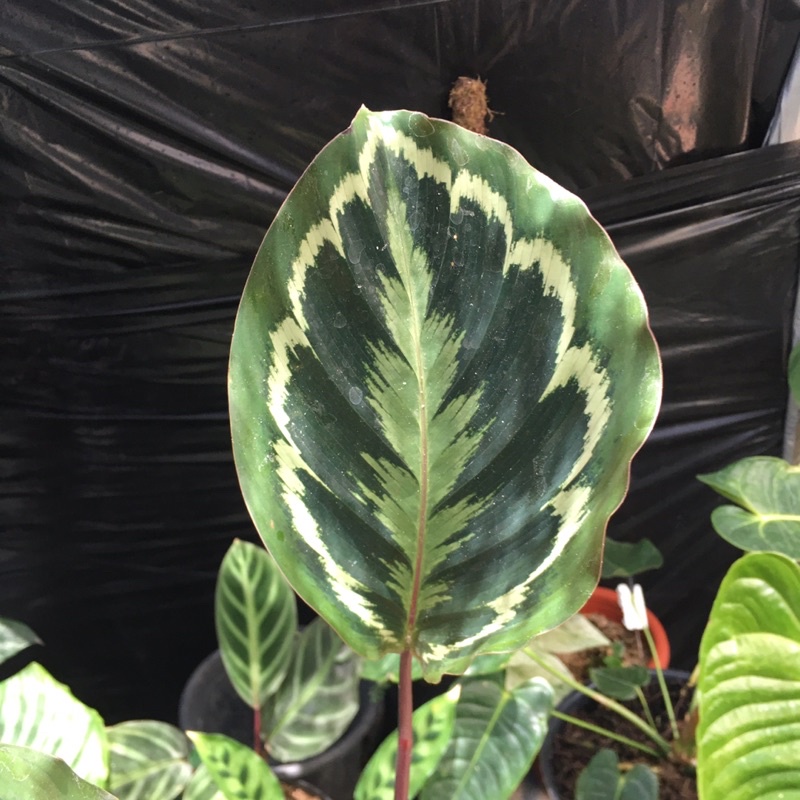 calathea medalion