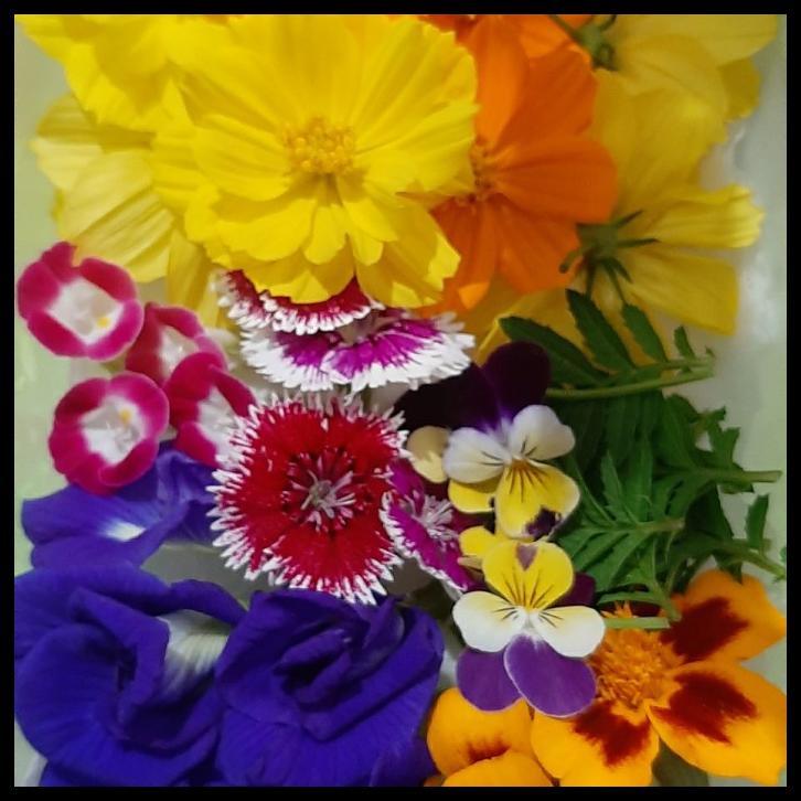 

TERBARUU!! Edible Flowers Mix 30 Pcs PROMO