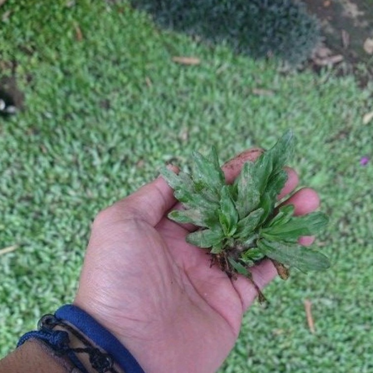DIARY PETANI - 1 Sobekan Rumput Gajah Mini Siap Tanam