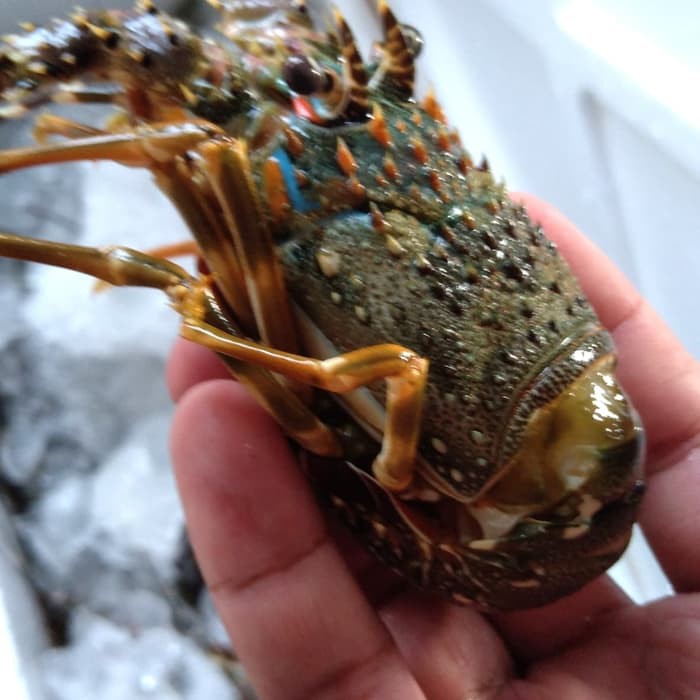 Lobster Laut Pasir/Mutiara Beku 1 kg isi 10/12 ekor