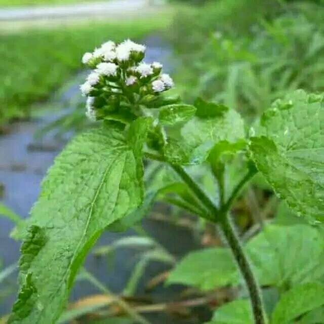 

Daun bandotan segar 250gr