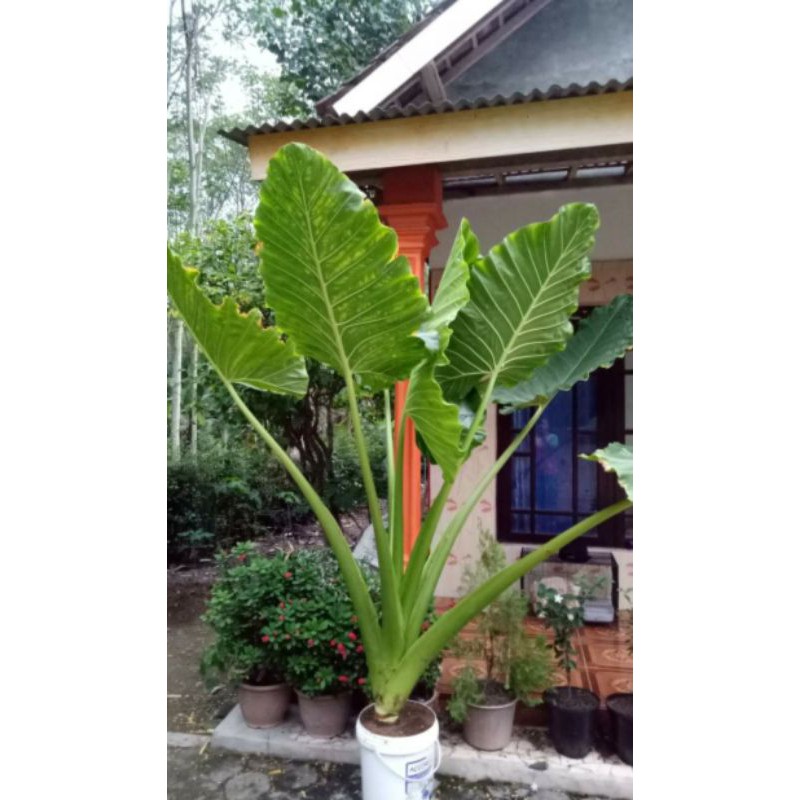 bibit talas sente jumbo 30 cm