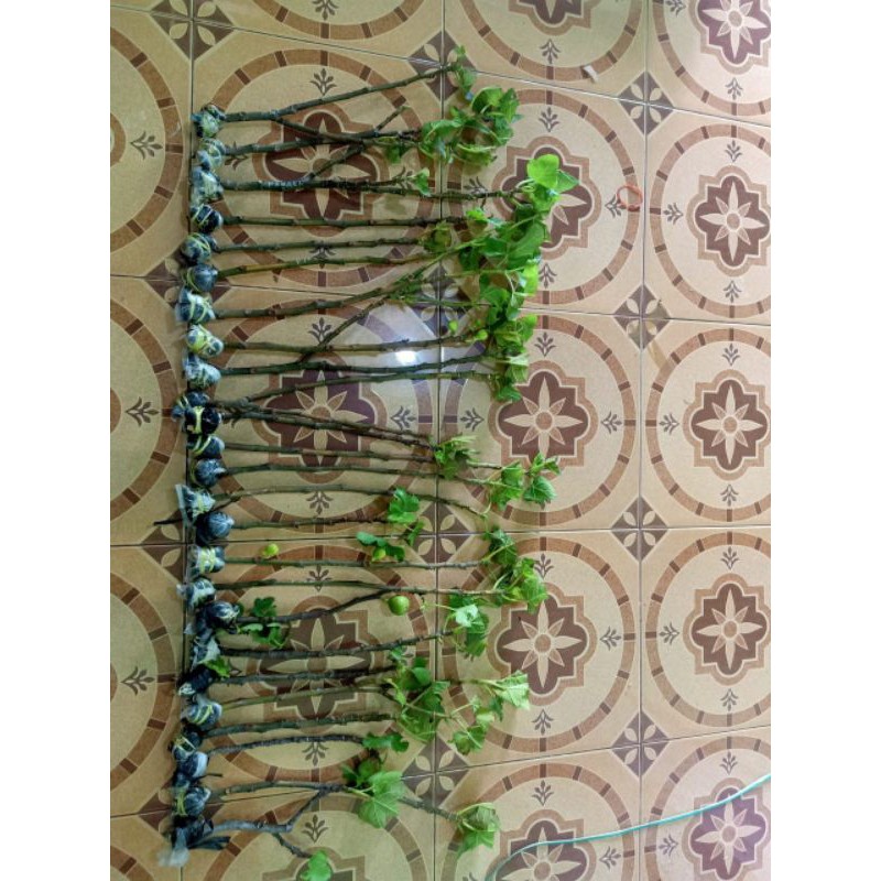 

bibit At tin sibuah syurga