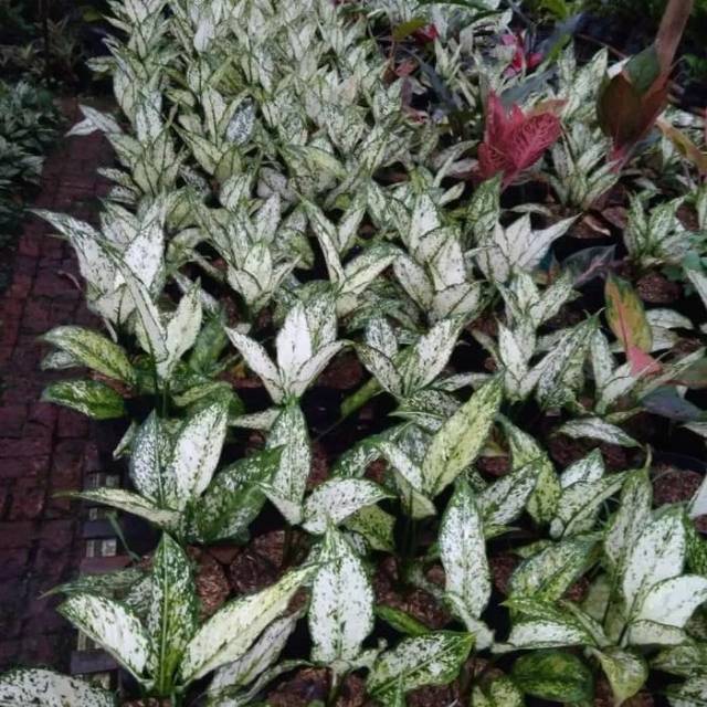 Tanaman Hias Aglonema Snow White - Aglonema Salju
