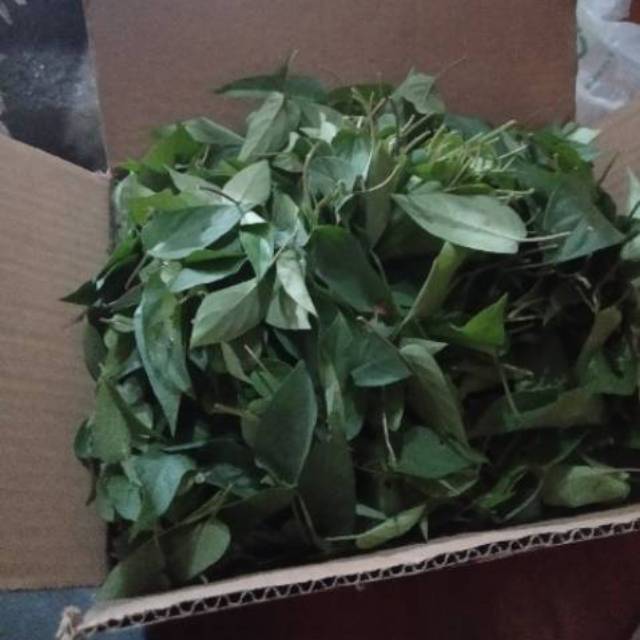 

Daun sembukan / daun kentut 1kg