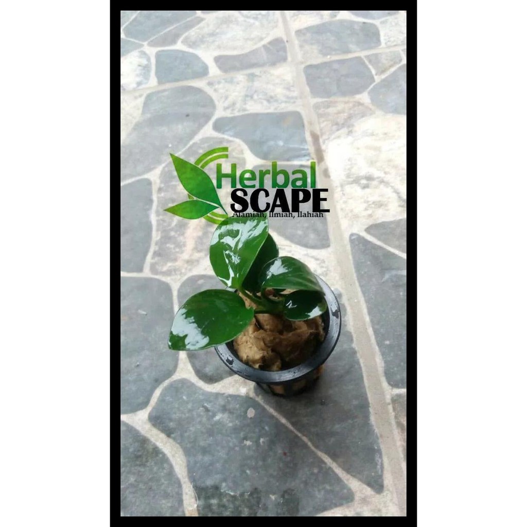 TERLARIS ANUBIAS NANA MINI AQUASCAPE TERJAMIN