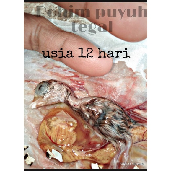harga per butir UMPAN LELE DAN GALATAMA LELE TAPUY