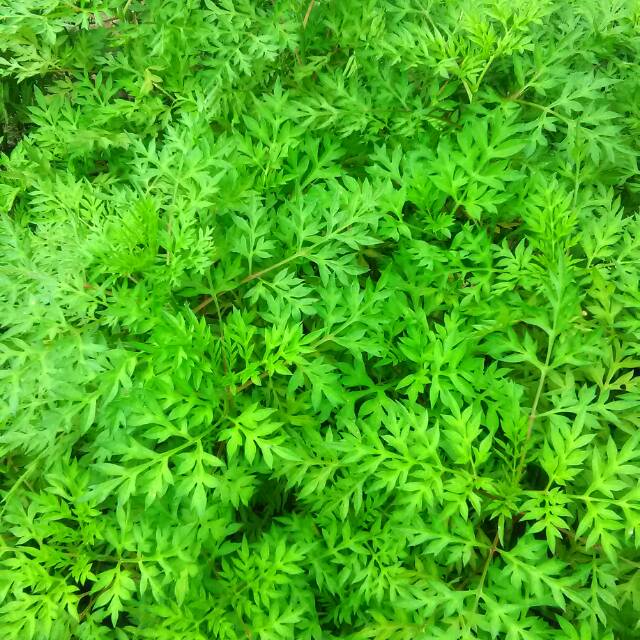 

Daun kenikir segar