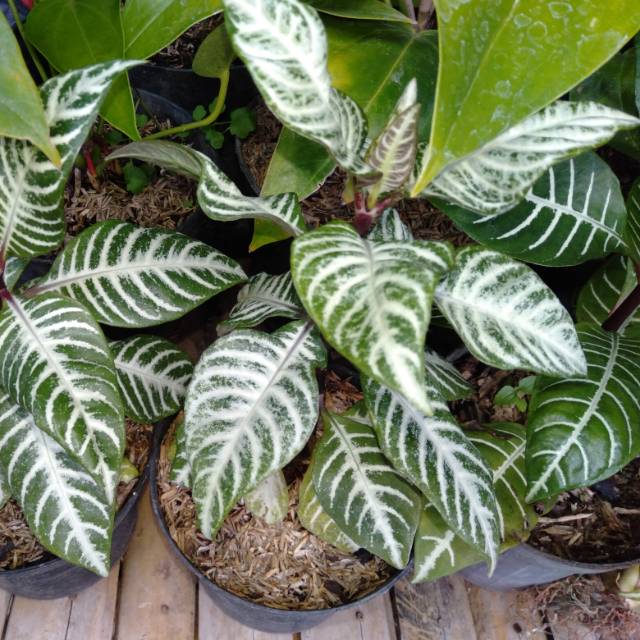 Daun Zebra plant~ Aphelandra squarrosa minim order 2 pohon