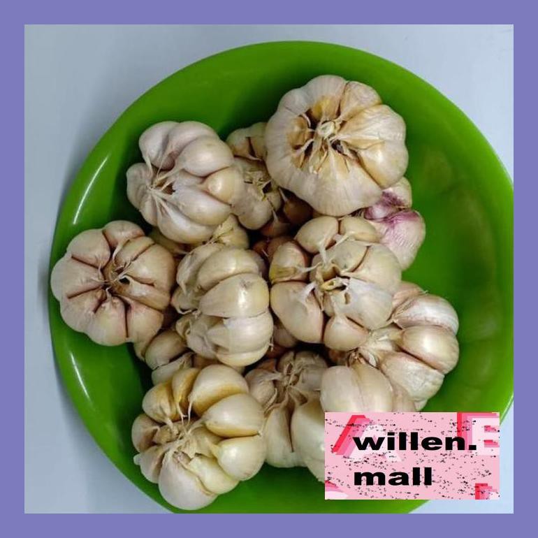 

Wil4Sbu Bawang Putih Honan/Bawang Putih Banci Bud0Elw