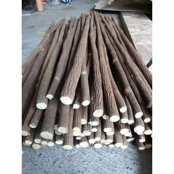 Tangkringan Ranting Pohon // Tangkringan Burung Murai batu