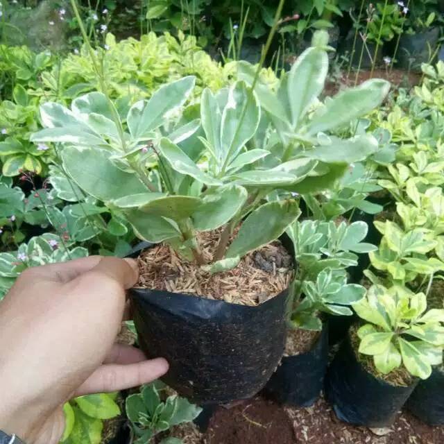 22+ Gambar Tanaman Ginseng yang Wajib Disimak! - Informasi Seputar