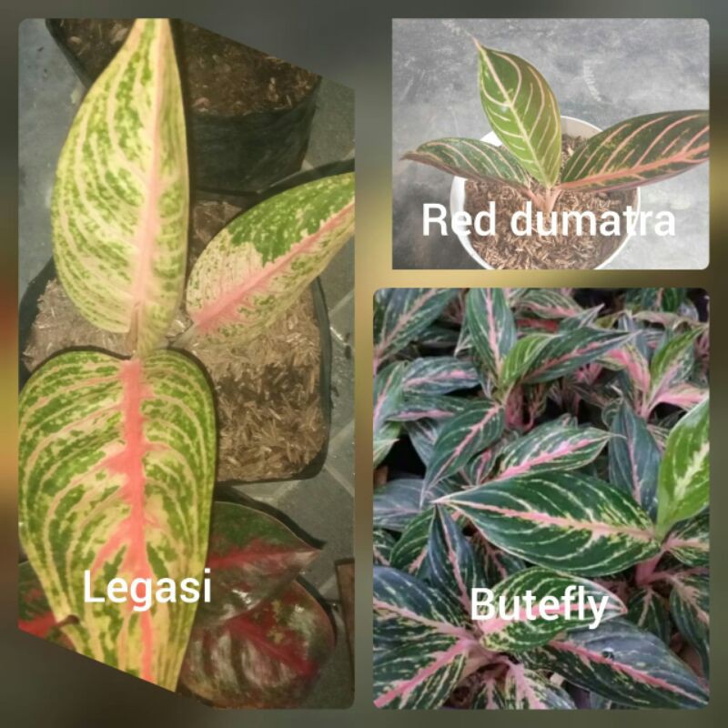 paket 3 jenis bunga aglonema red sumatra ,legasy,buterfly ukuran remaja