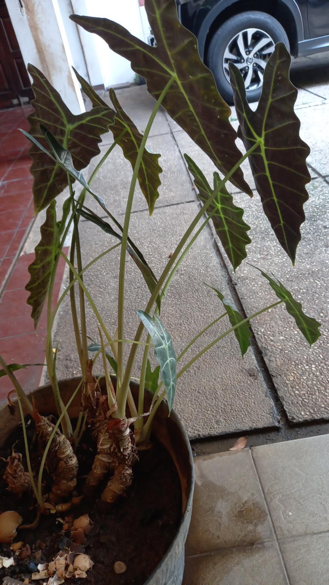 Outer Rompi Batik Bolero Batik Cardigan Batik 6~7 Th, Batik Rompi, Rompi Batik Anak