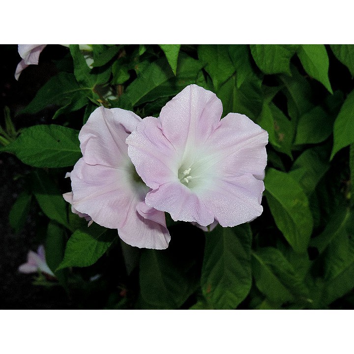 Benih Bibit Biji - Japanese Morning Glory Kawaii Light Pink Flower Seeds