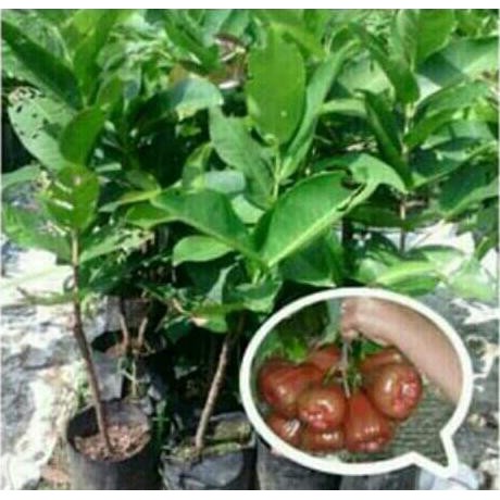 Unggul Bibit Jambu Air King Rose