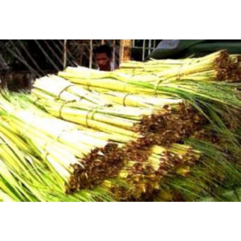 janur kuning 130lembar