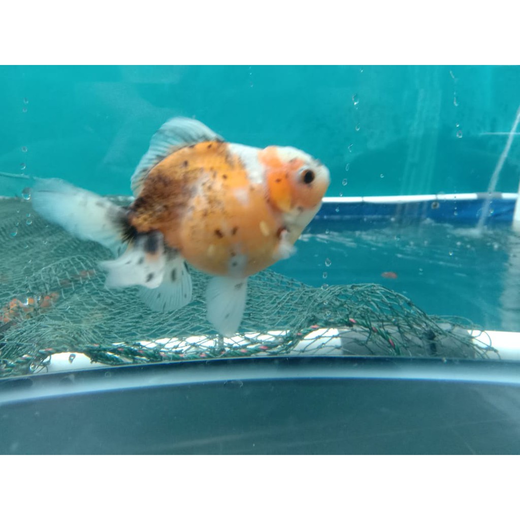 Ikan mas koki Oranda Rosetail - Orange Base