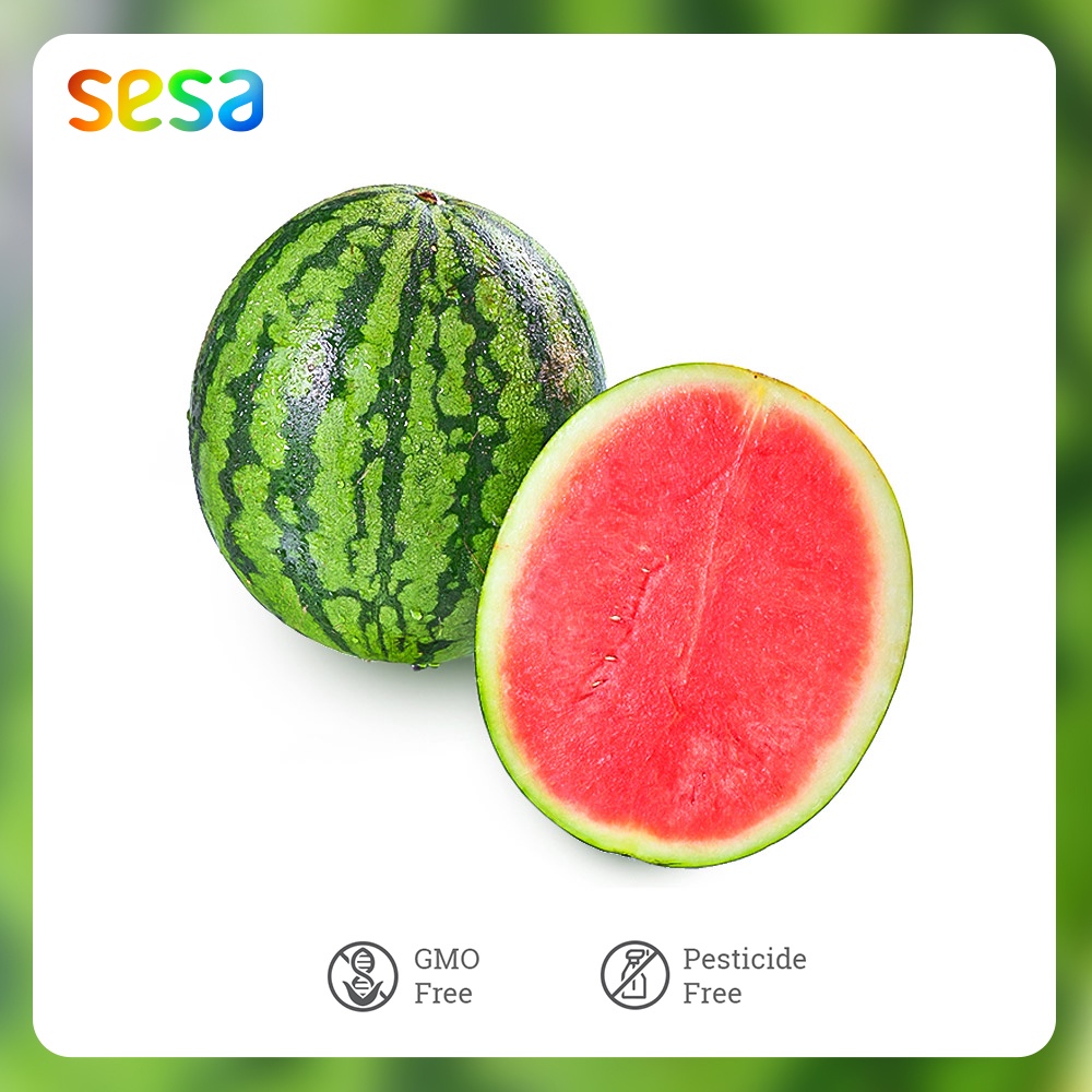 

Buah Semangka Merah Tanpa Biji /pcs