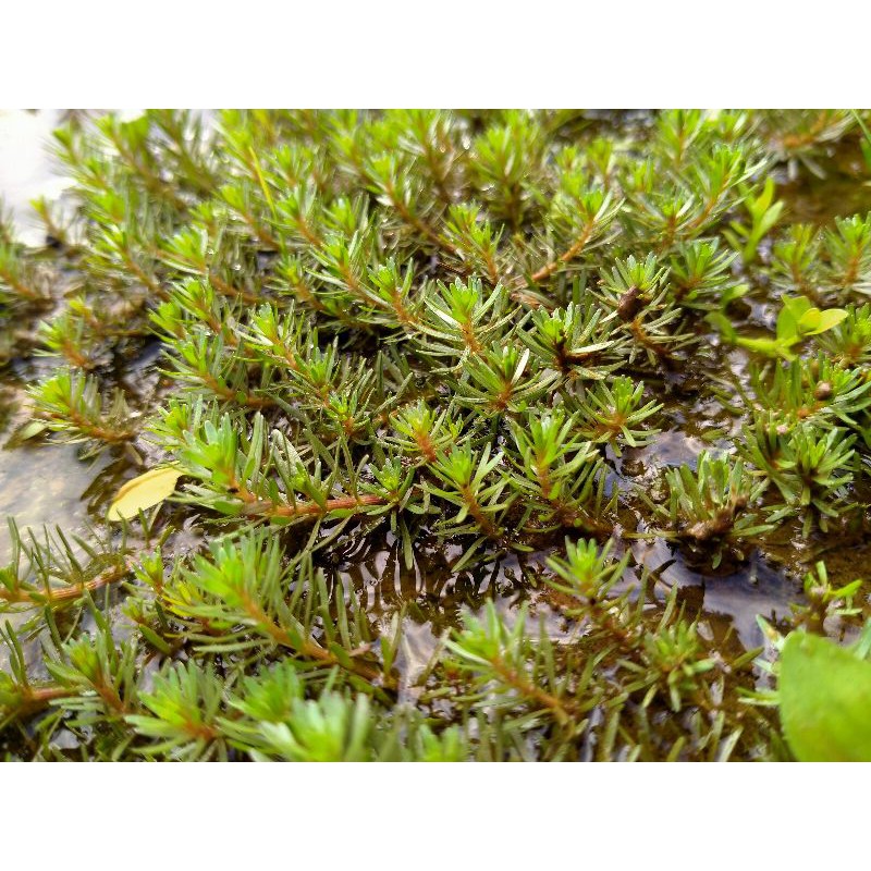 

rotala walici isi 50 btg