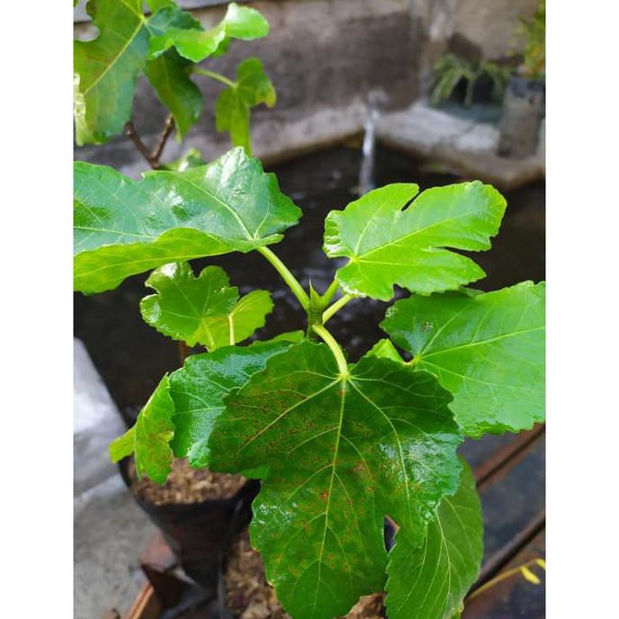 Bibit Tanaman Buah Tin Merah Buah Ara Bibit Tin Pohon Tin Lte