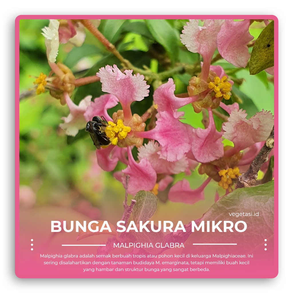 Bibit Bunga Sakura Mikro / Acerola / Mirten Sakura / Sianci