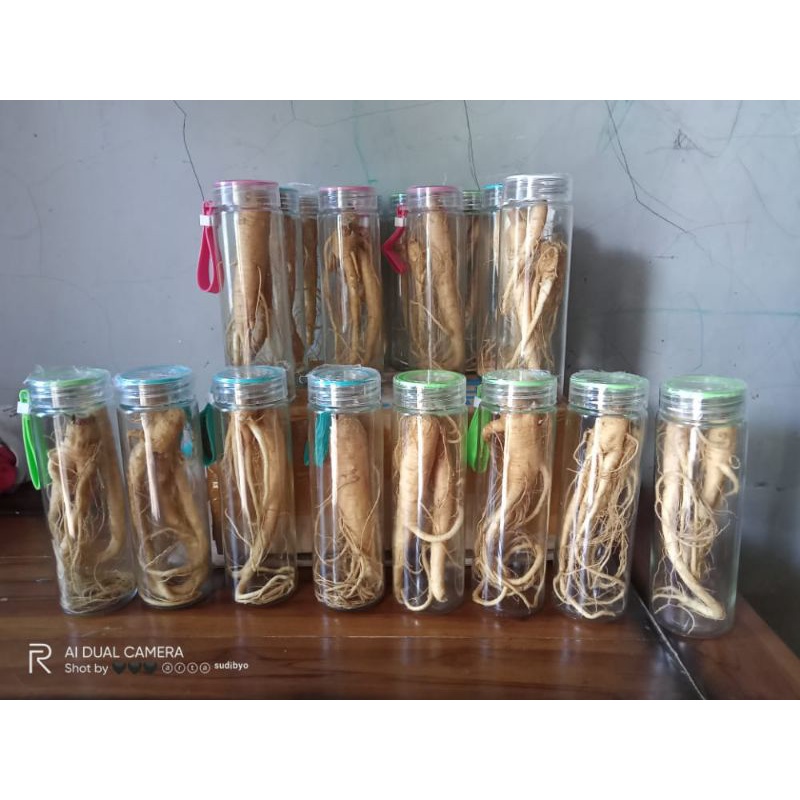 

(COD) Ginseng Merah Korea bisa digunakan untuk mengurangi rasa lelah