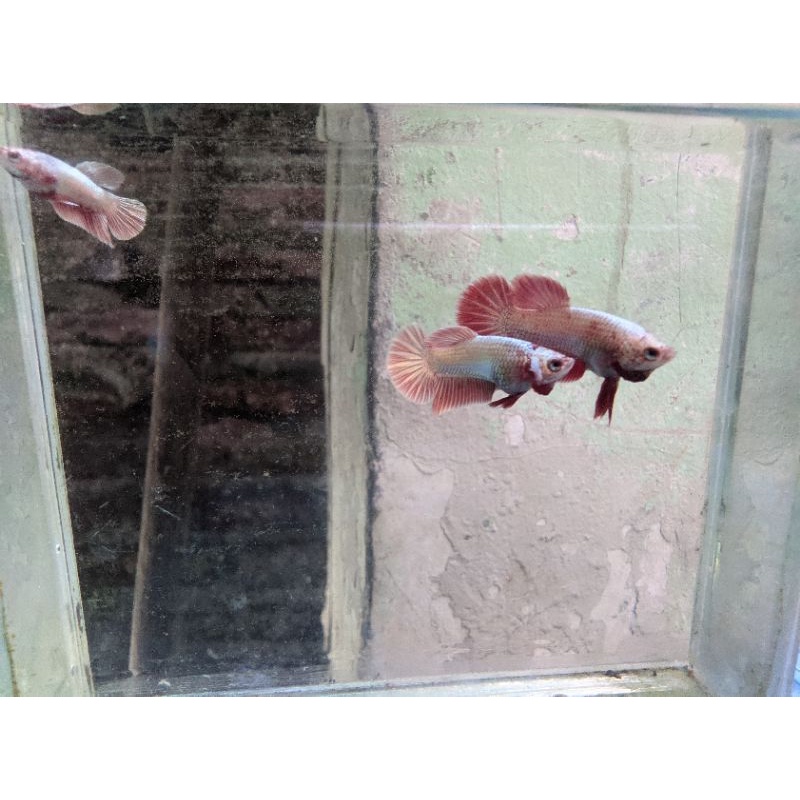 ikan cupang plakat gold x super gold jadi red gold no celo