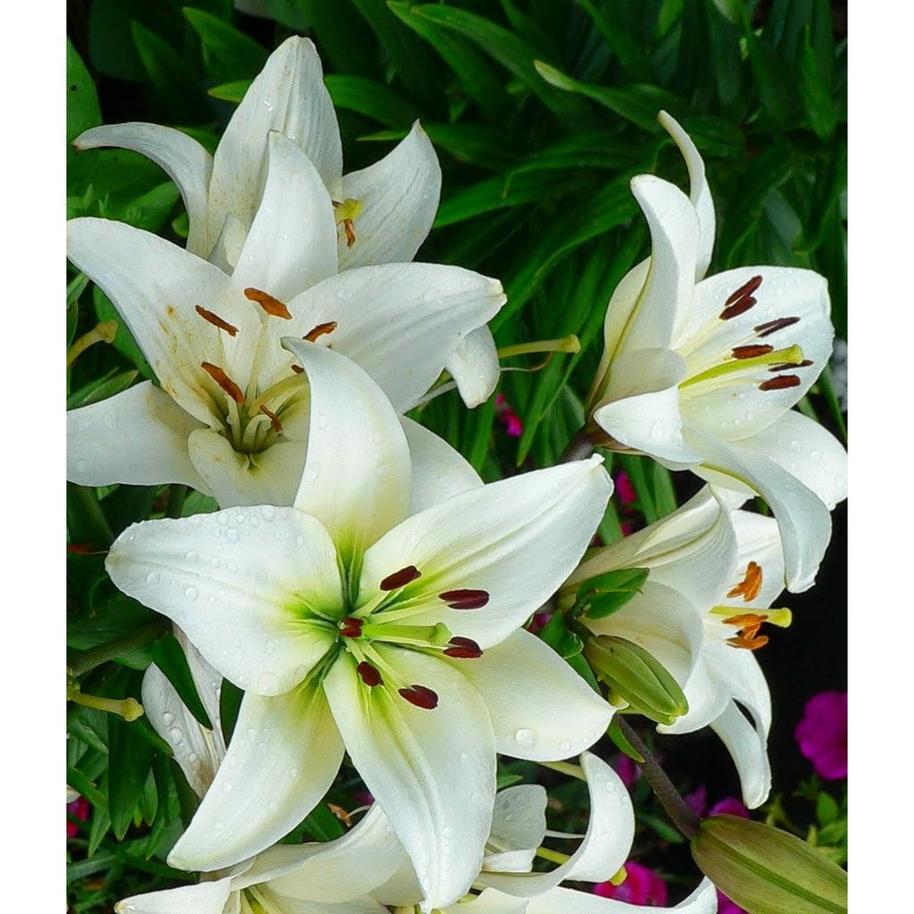 Tanaman Bunga Easter Lily Dewasa