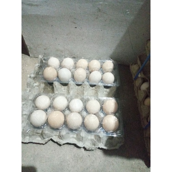 

telur ayam kampung