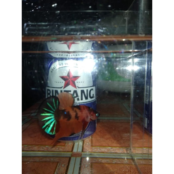 cupang hmpk koi (real pict)