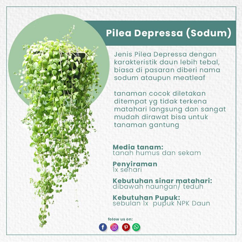 Tanaman Hias Gantung Pilea Depressa(Sodum/Meatleaf)