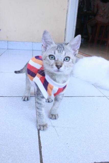 [PROMO MUSIM HUJAN] Kaos strip hangat lucu untuk kucing dan anjing murah size S-XL