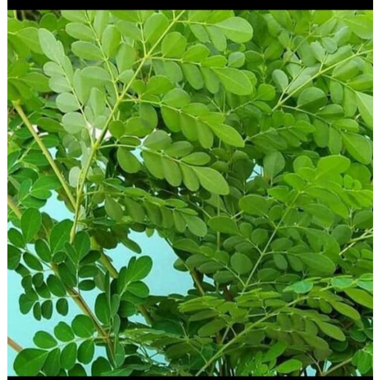 

daun kelor segar per ikat, di petik langsung dari pohon