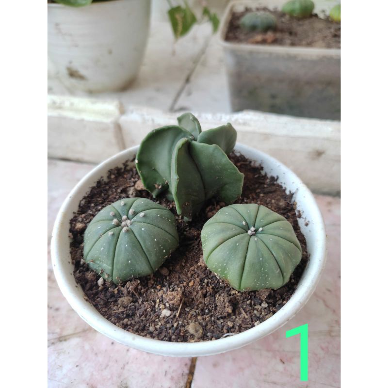 Paket Astrophytum
