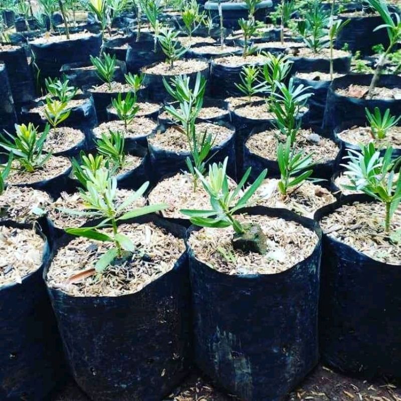 lohansung blue ice original