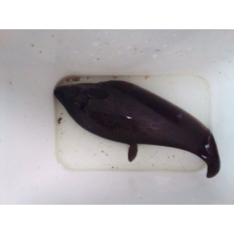 

ikan belida hitam