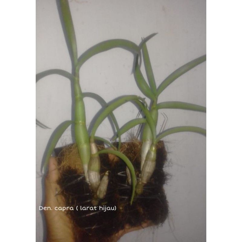 Dendrobium  capra ( si larat hijau)