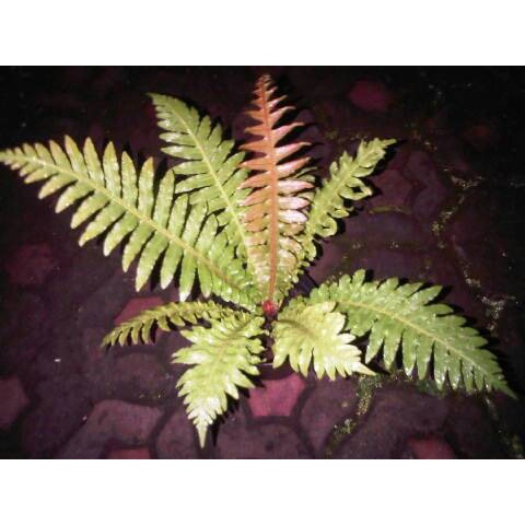 Jual paku blechnum | pakis atau tumbuhan paku pakuan