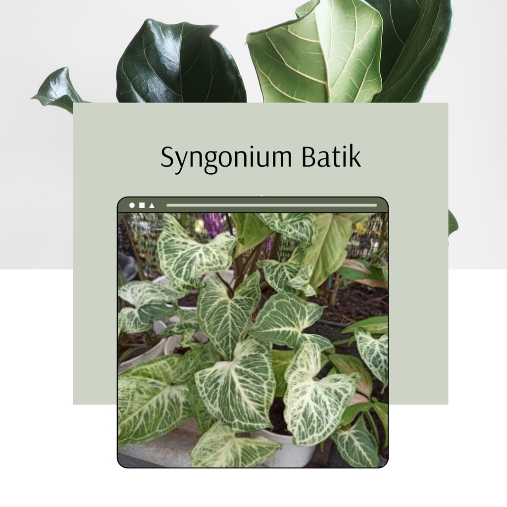 Syngonium Batik Tanaman Hias Syngonium Batik