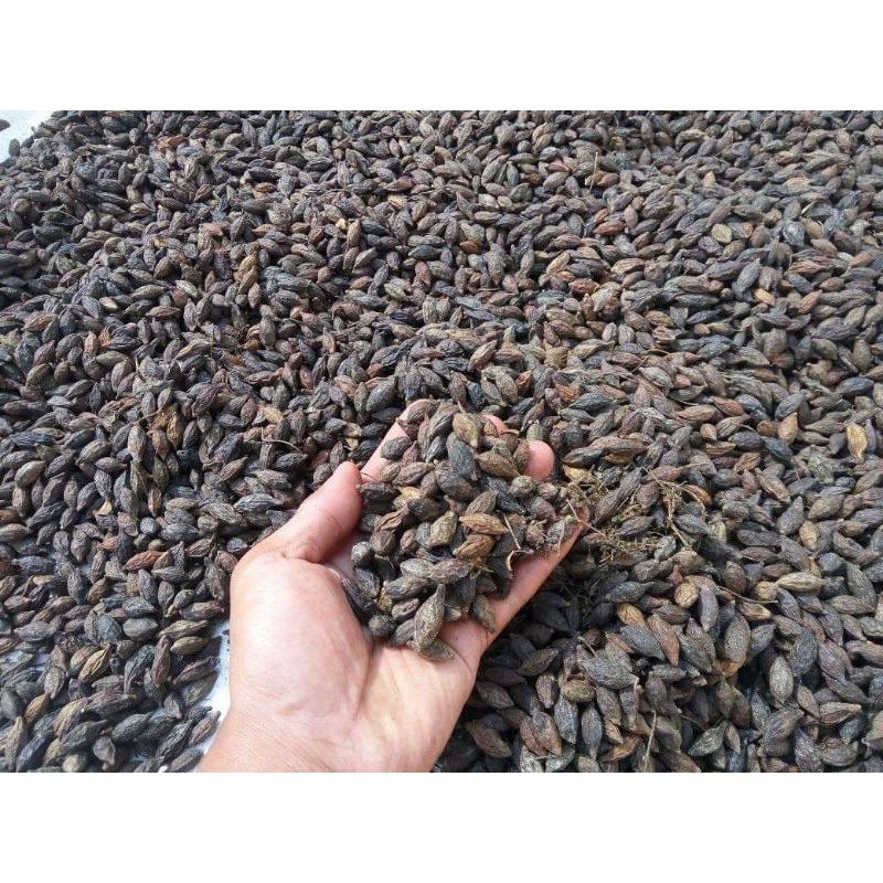 biji pohon ketapang kencana