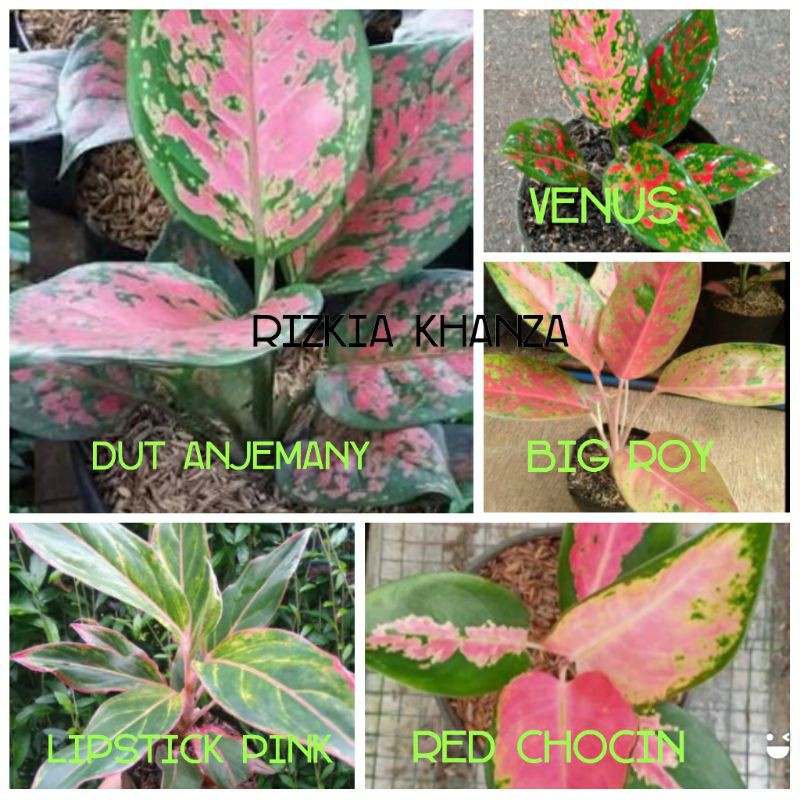 bunga aglonema 5 jenis cantik