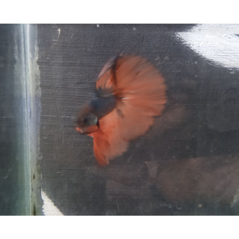 CUPANG SLAYER HALFMOON Dan Halfmoon Murah