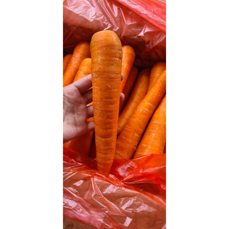 

RB Wortel Brastagi (KG)