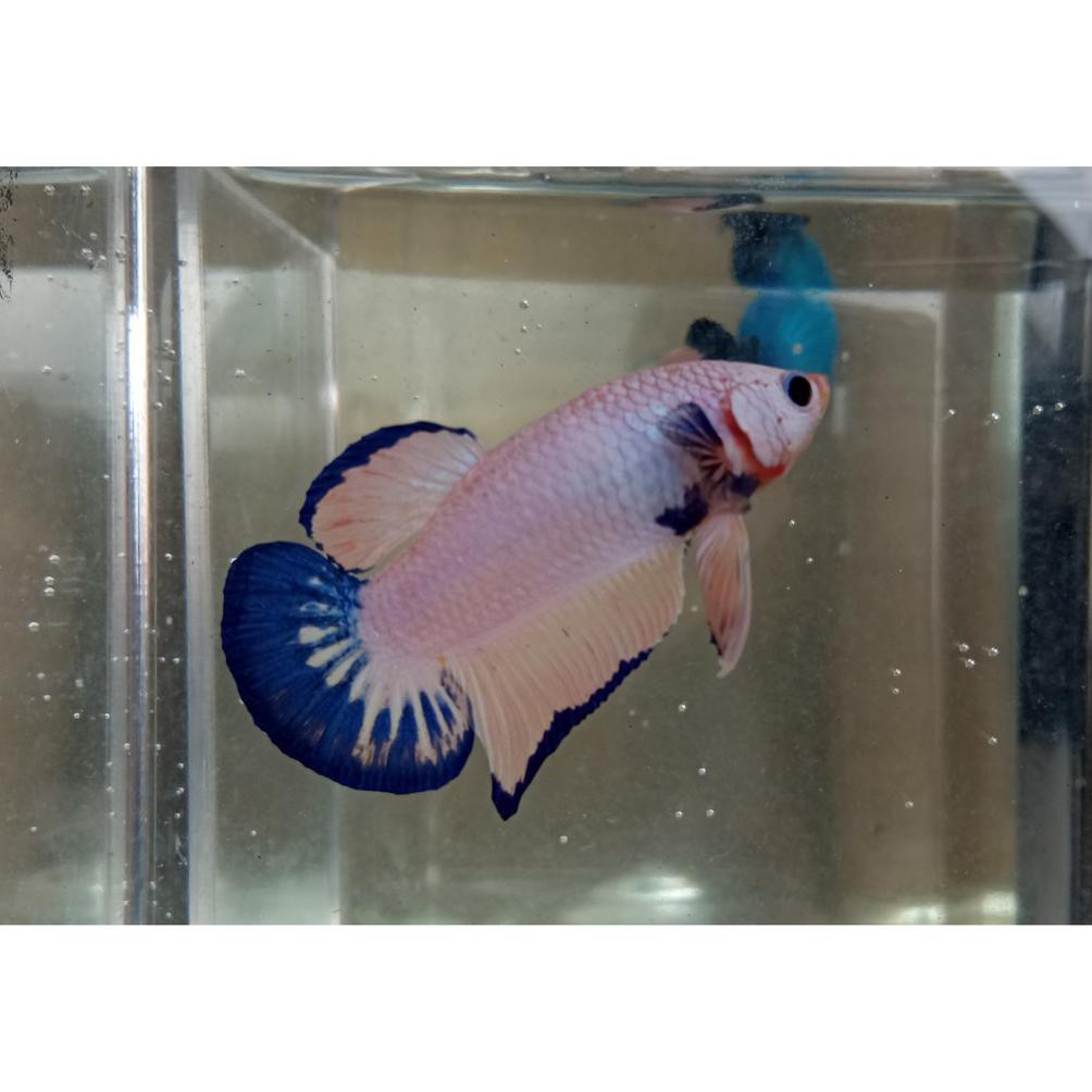 Diskon Ikan Cupang Hias Bluerim Koi Galaxy Multicolor Betina & Jantan