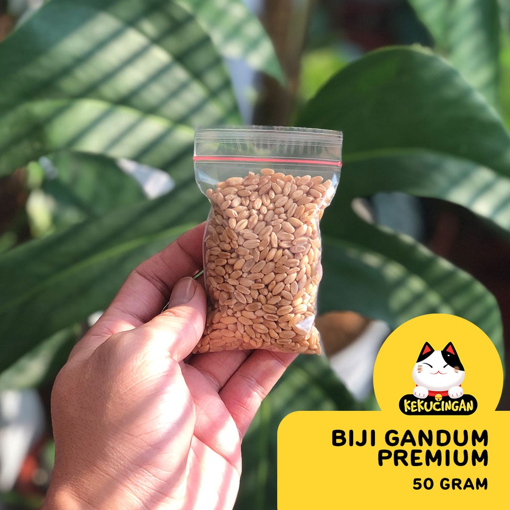 BIJI GANDUM Rumput Kucing KUNING PREMIUM Benih Wheatgrass 50 gram