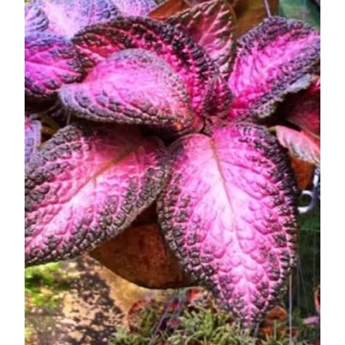 tanaman hias gantung hidup Episcia merah cantik murah
