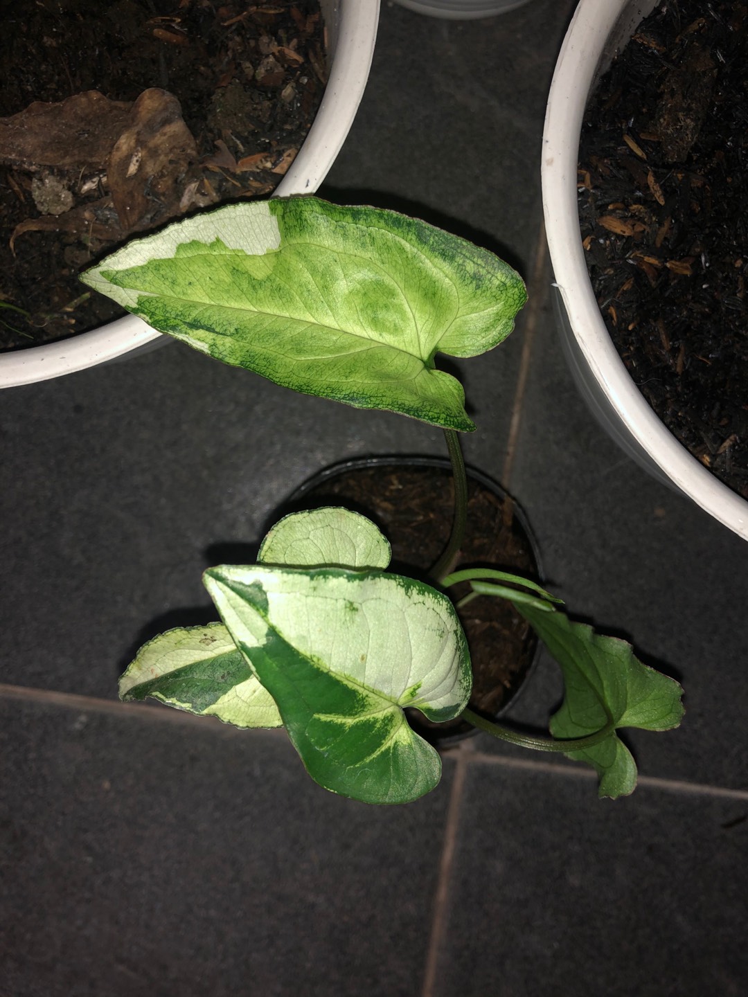 Syngonium Three King / Magic Marble