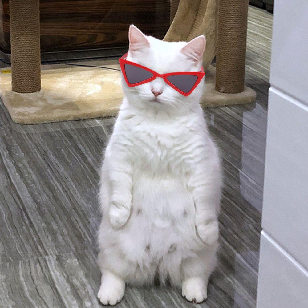 Solighter Kacamata Kucing Fashioning Bingkai Segitiga Cermin Multicolor Kacamata Anjing